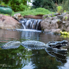 Photo of Aquascape Floating Alligator Decoy - Aquascape Canada