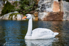 Photo of Aquascape Floating Swan Decoy - Aquascape Canada